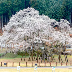 薄墨桜
